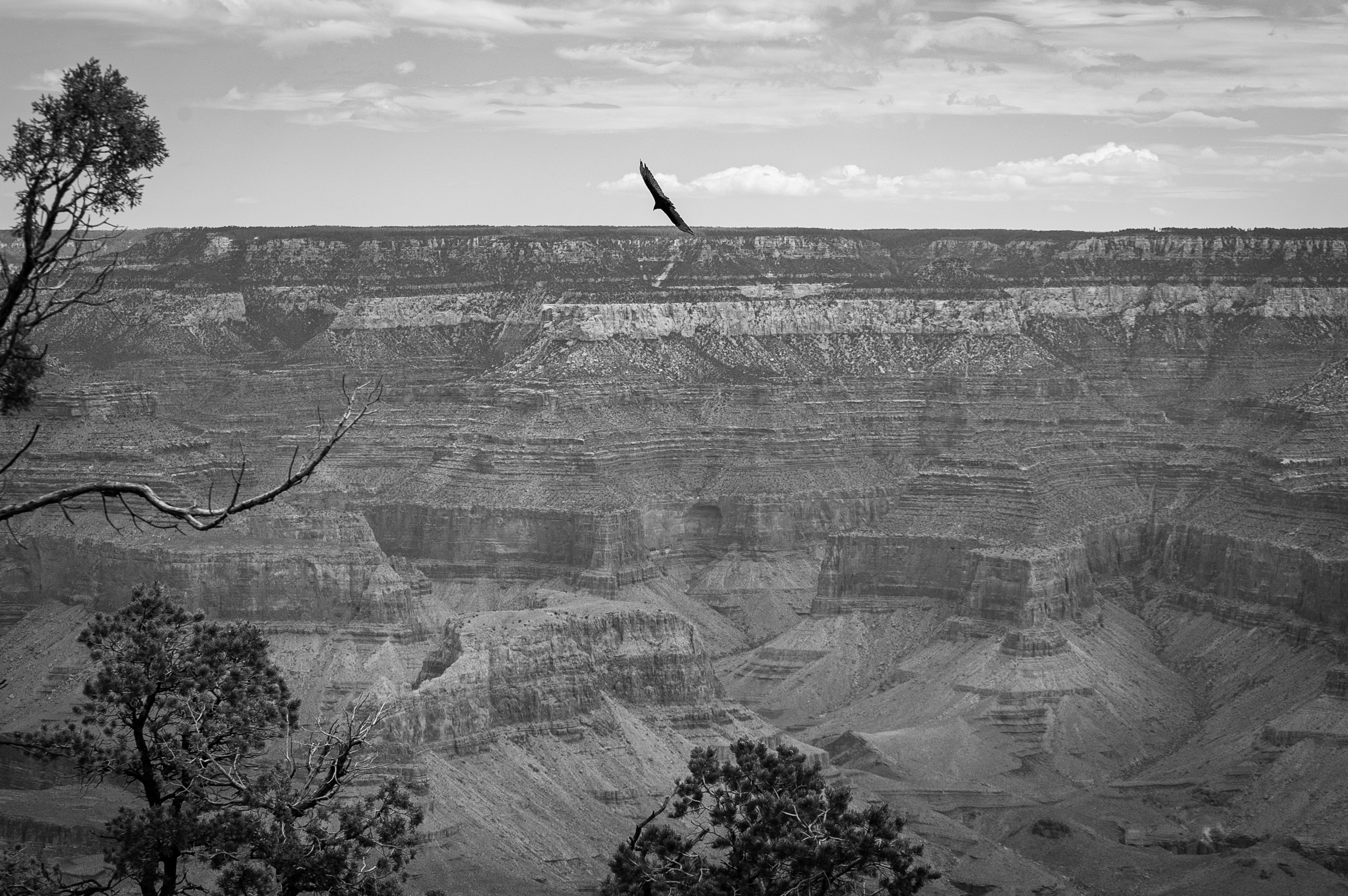 Flyin High - Grand Canyon photograph